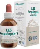 Les Ampelopsis W. Vid Canadiense 50 ml