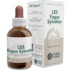 Les Fagus Sylvatica Haya 50 ml